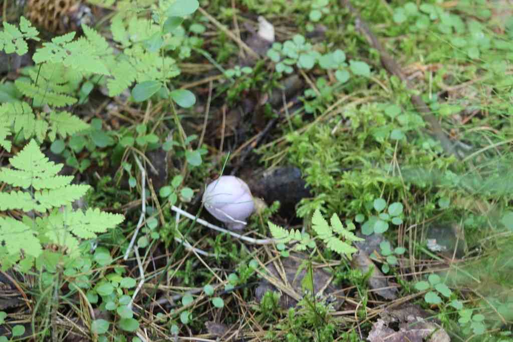 Goatcheese webcap (Cortinarius camphoratus) thumbnail 3