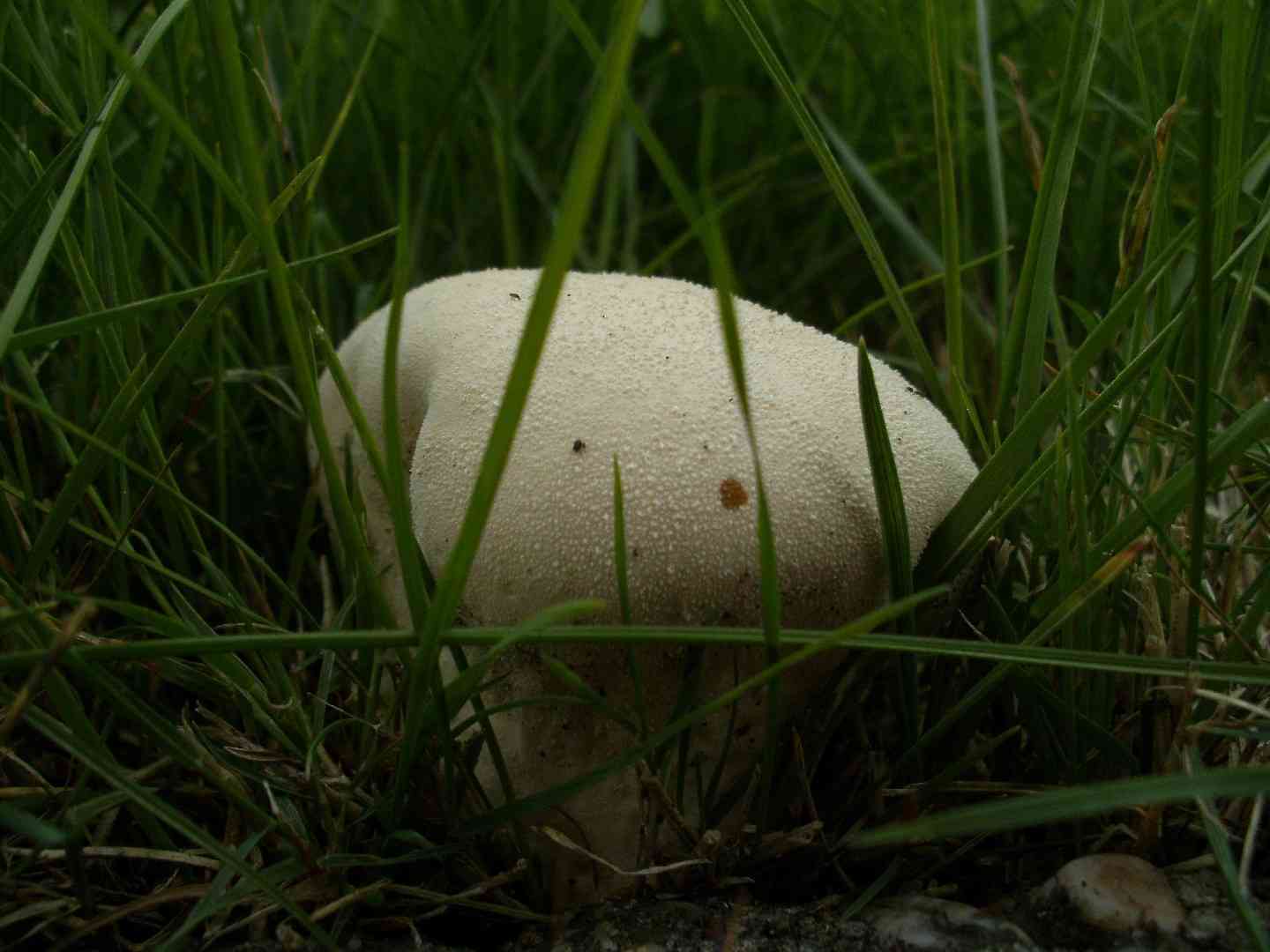 Fool's mushroom (Amanita verna) thumbnail 2