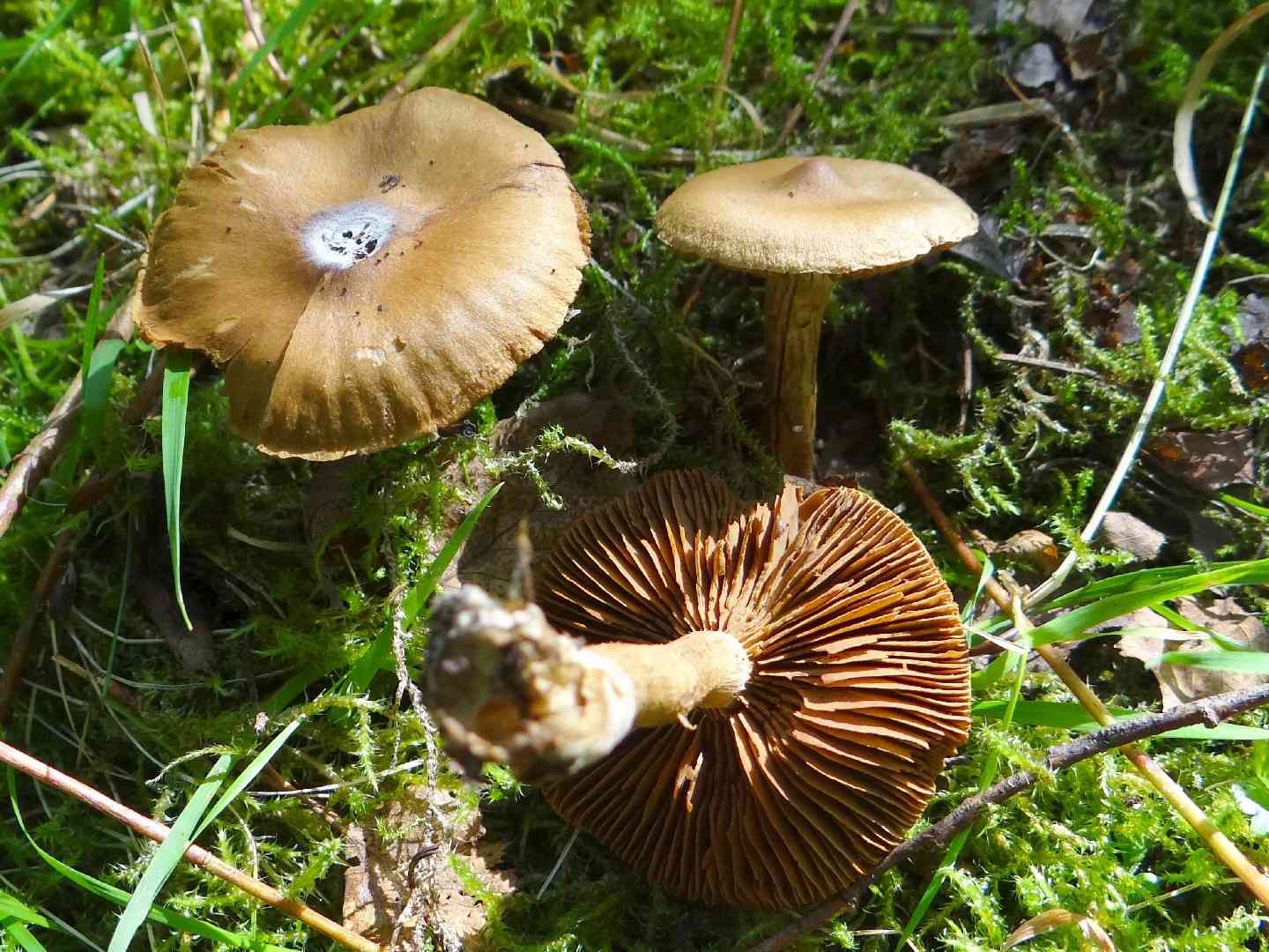Earthy webcap (Cortinarius hinnuleus) thumbnail 1