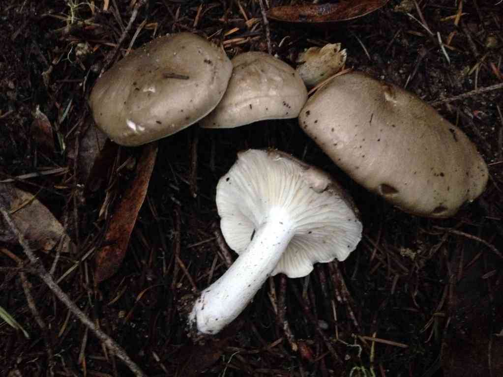 Gray almond waxy cap (Hygrophorus agathosmus) thumbnail 1