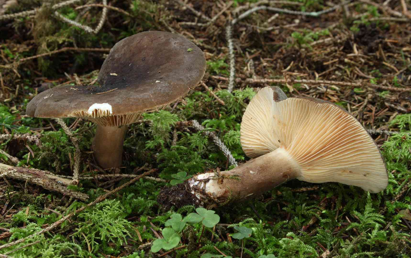 Lactarius picinus (Lactarius picinus) thumbnail 1