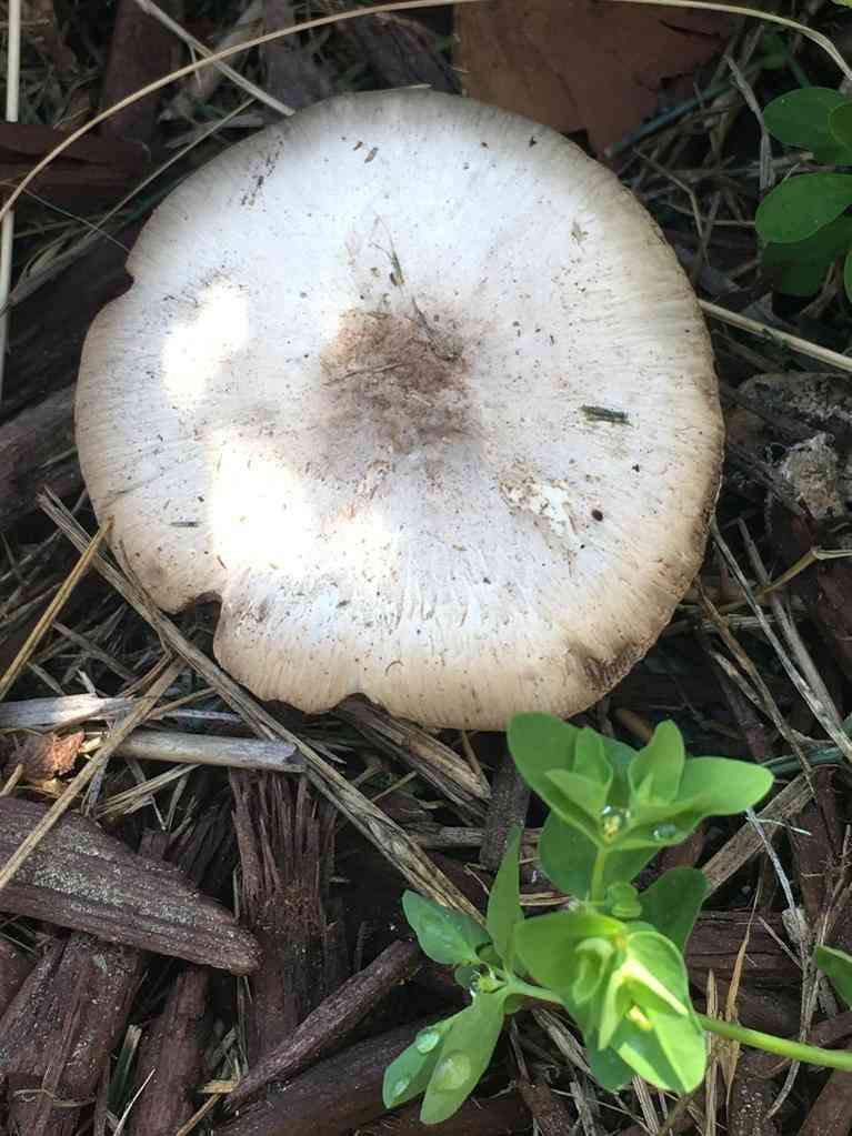 California agaricus (Agaricus californicus) thumbnail 2