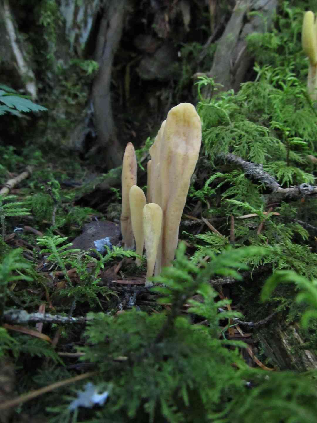 Clavariadelphus sachalinensis (Clavariadelphus sachalinensis) thumbnail 3