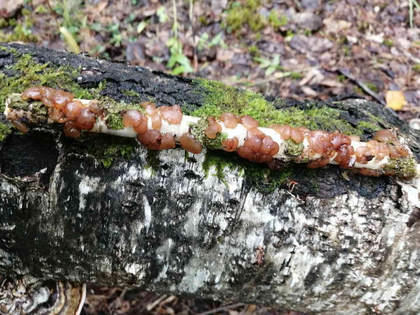 Birch jelly (Exidia repanda) thumbnail 2