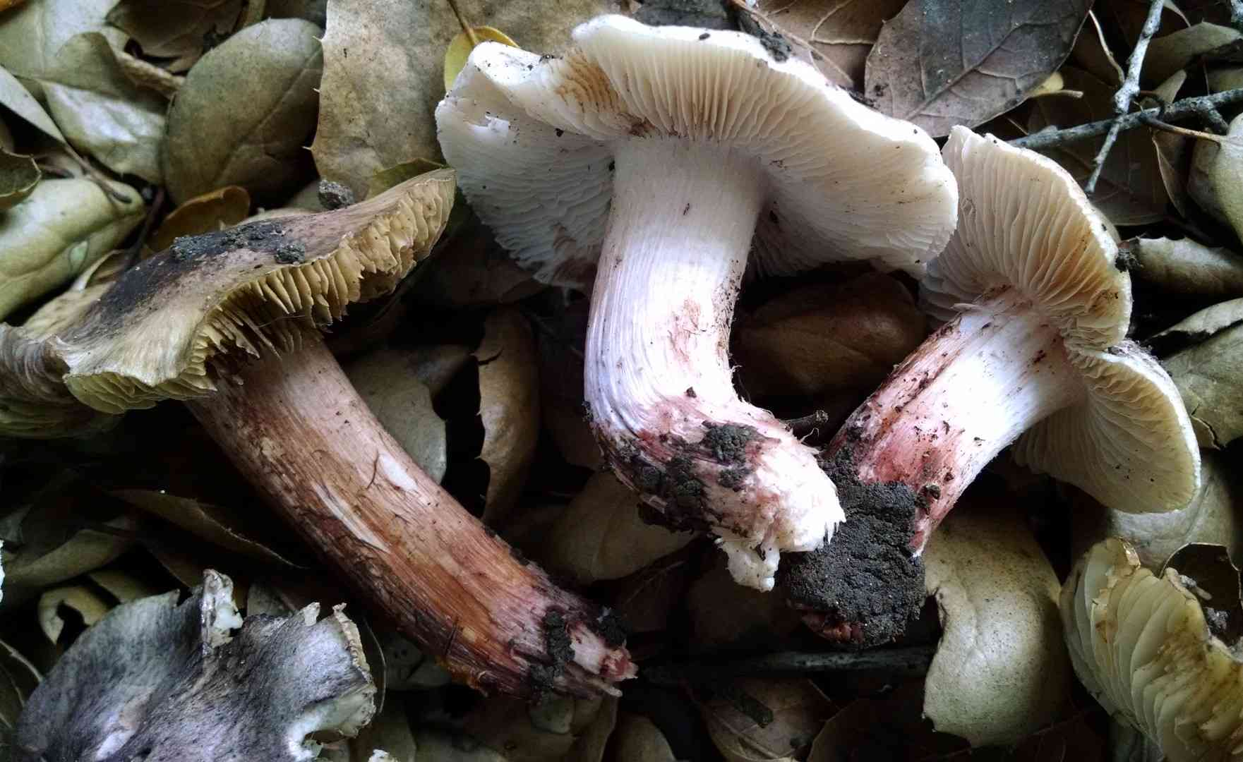 Inocybe adaequata (Inocybe adaequata) thumbnail 1