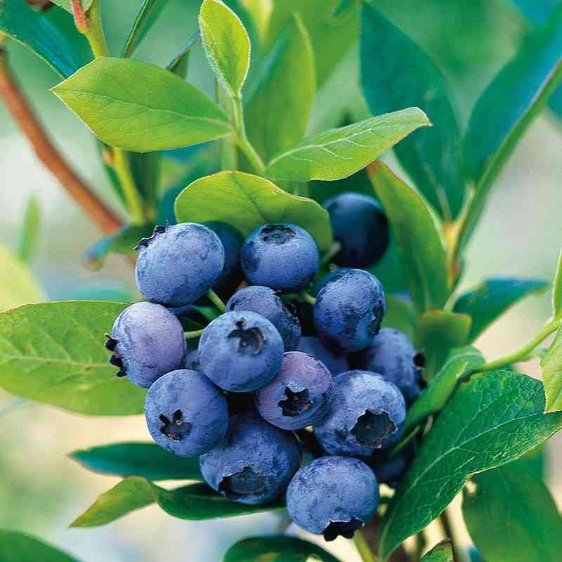 Highbush blueberry