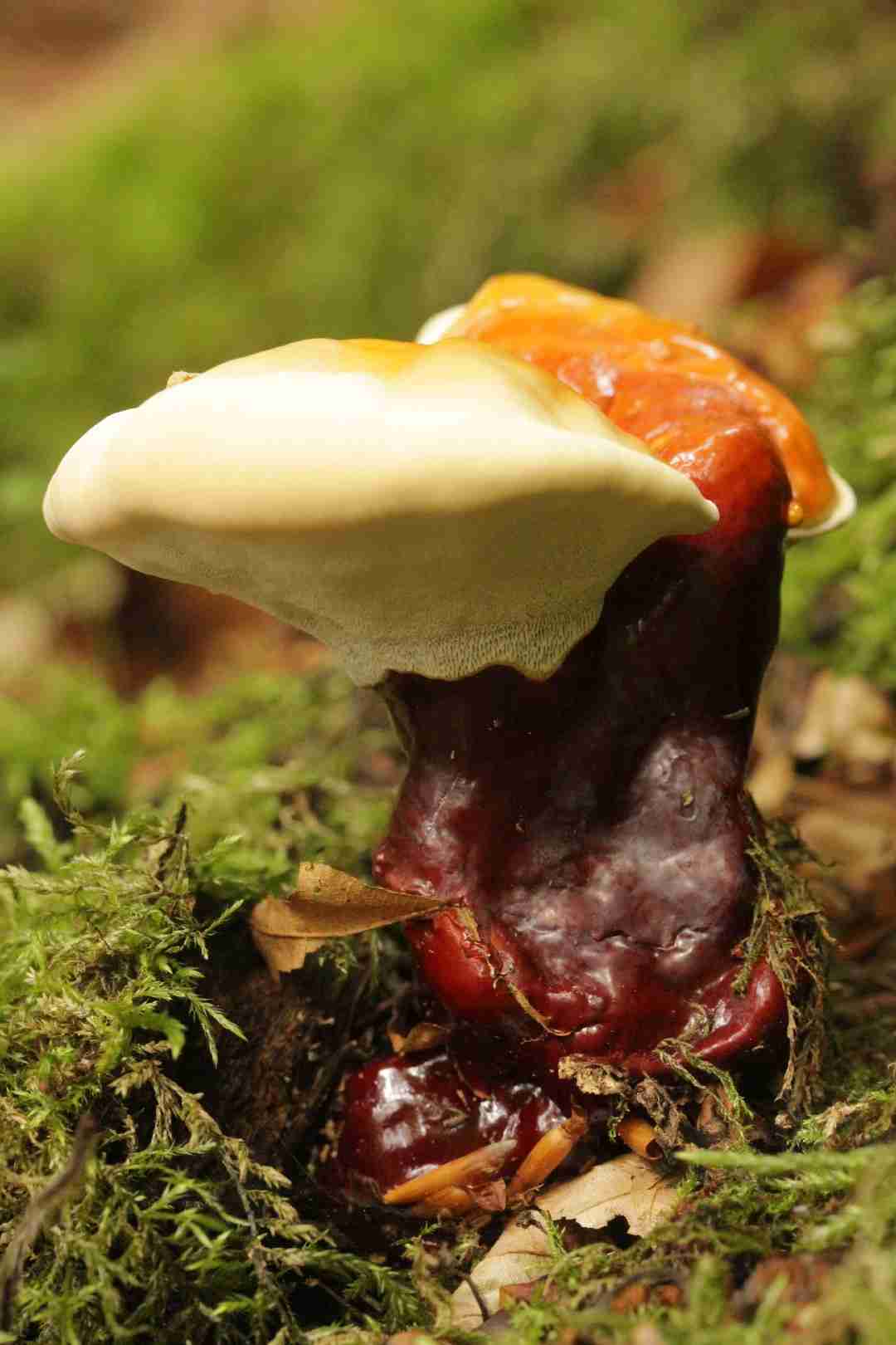 Reishi
