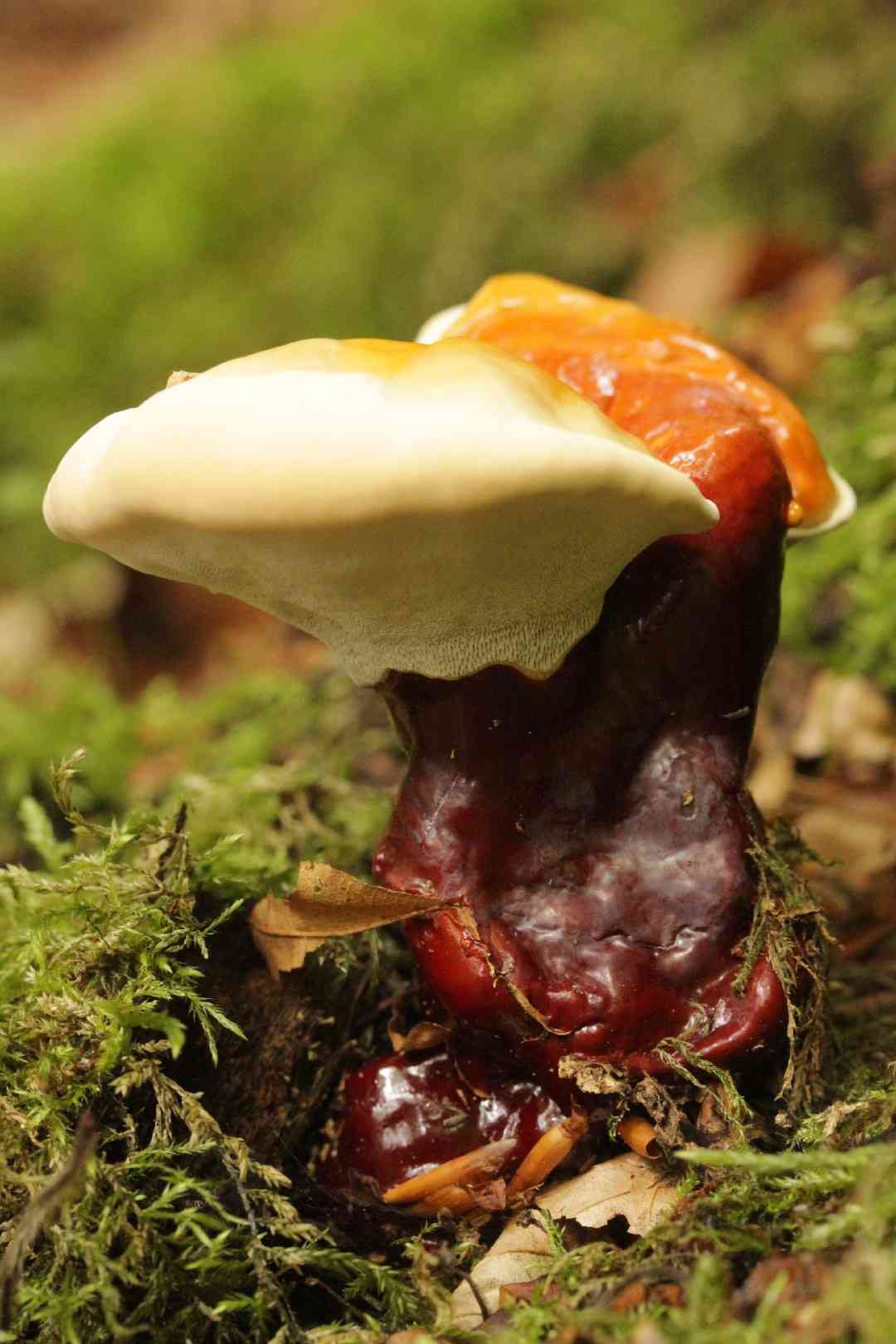 Reishi