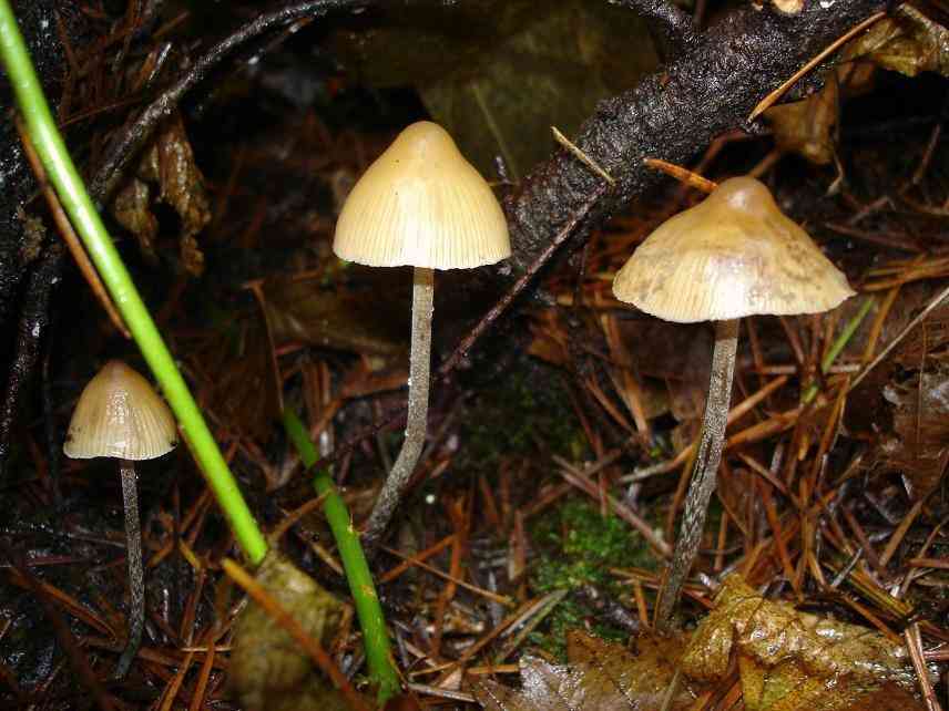 Conifer Psilocybe (Psilocybe pelliculosa) thumbnail 1
