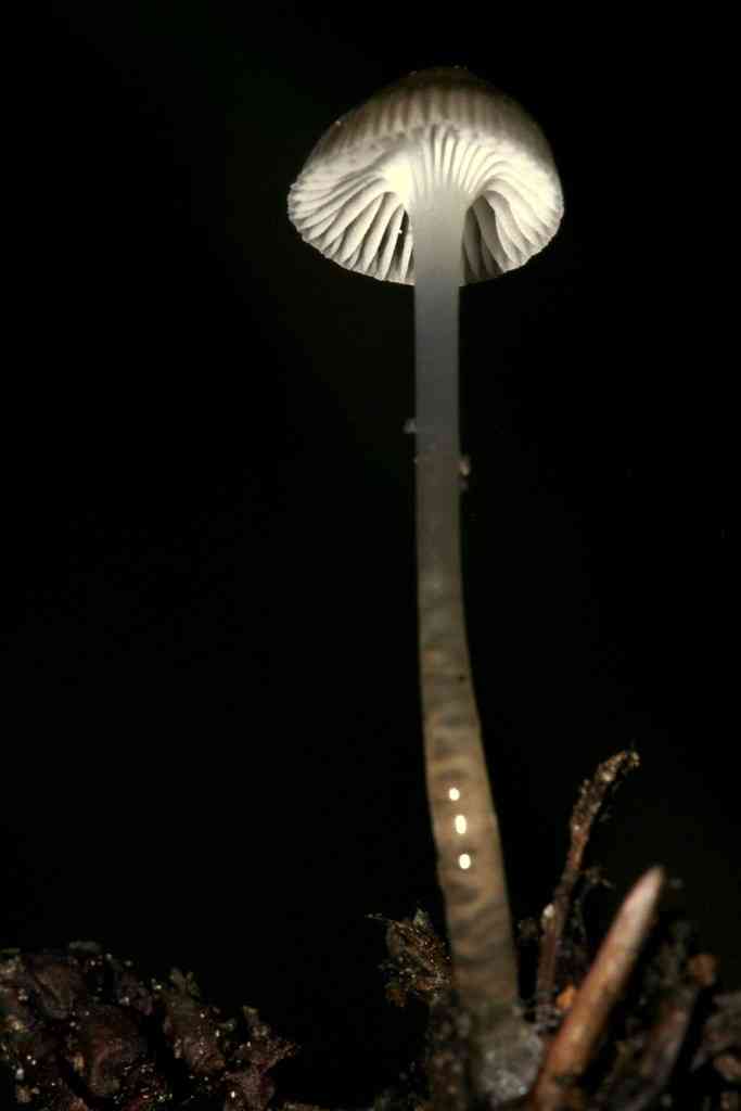 Whitish bonnet