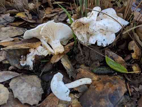 Ivory woodwax (Hygrophorus eburneus) thumbnail 3