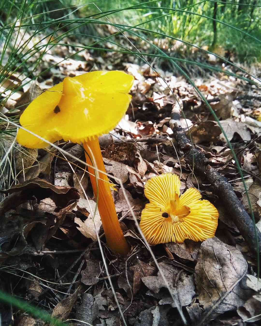 Persistant waxcap (Hygrocybe acutoconica) thumbnail 3