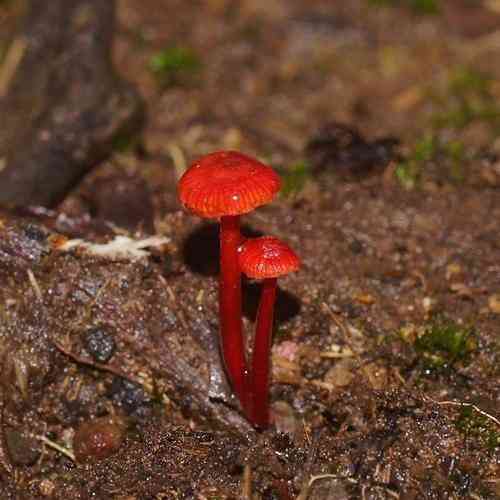 Ruby bonnet (Cruentomycena viscidocruenta) thumbnail 2