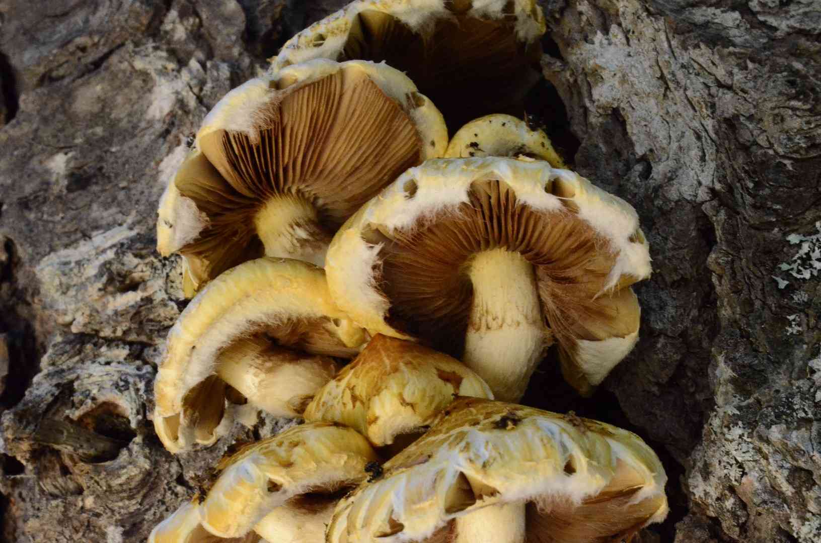 Pholiota abietis (Pholiota abietis) thumbnail 2