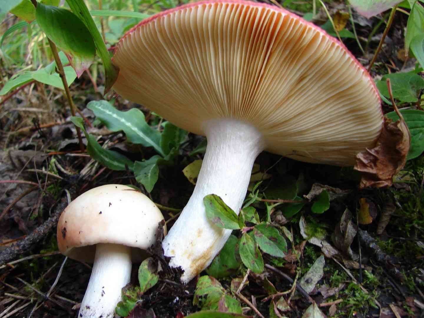 Russula laeta (Russula laeta) thumbnail 2