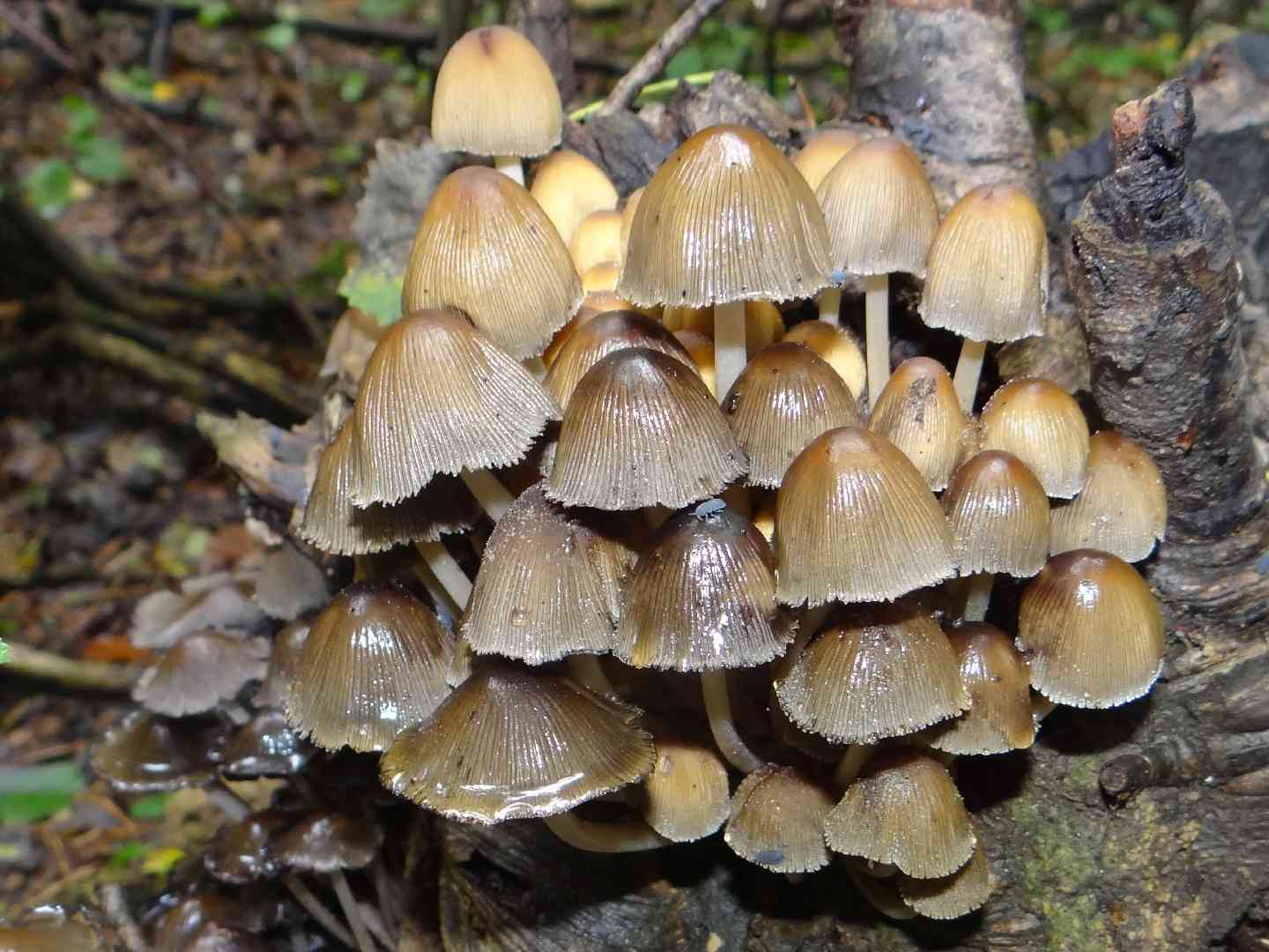 Coprinellus truncorum (Coprinellus truncorum) thumbnail 1