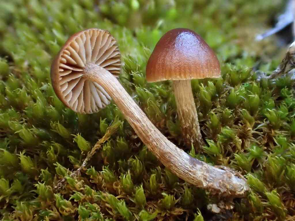 Mountain moss psilocybe (Deconica montana) thumbnail 2