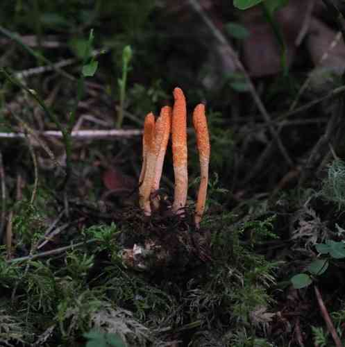 Scarlet caterpillar club (Cordyceps militaris) thumbnail 3