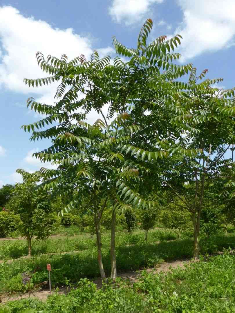 Tree of heaven