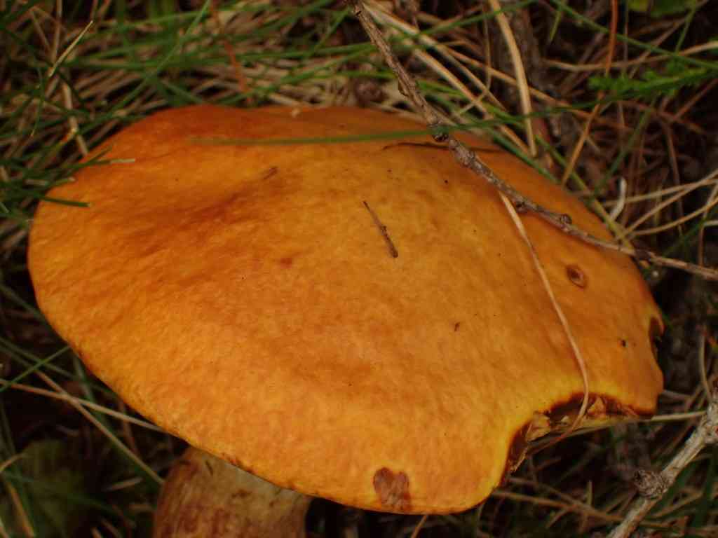 Larch bolete (Suillus grevillei) thumbnail 2