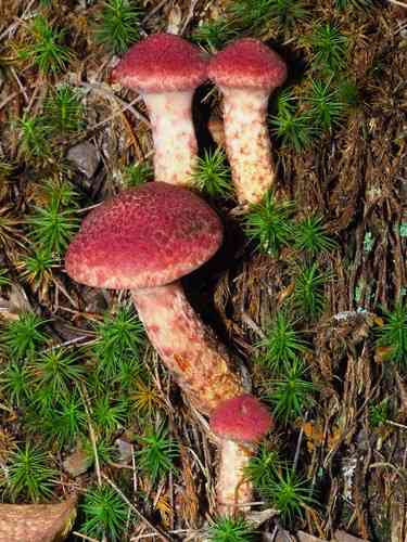 Painted bolete