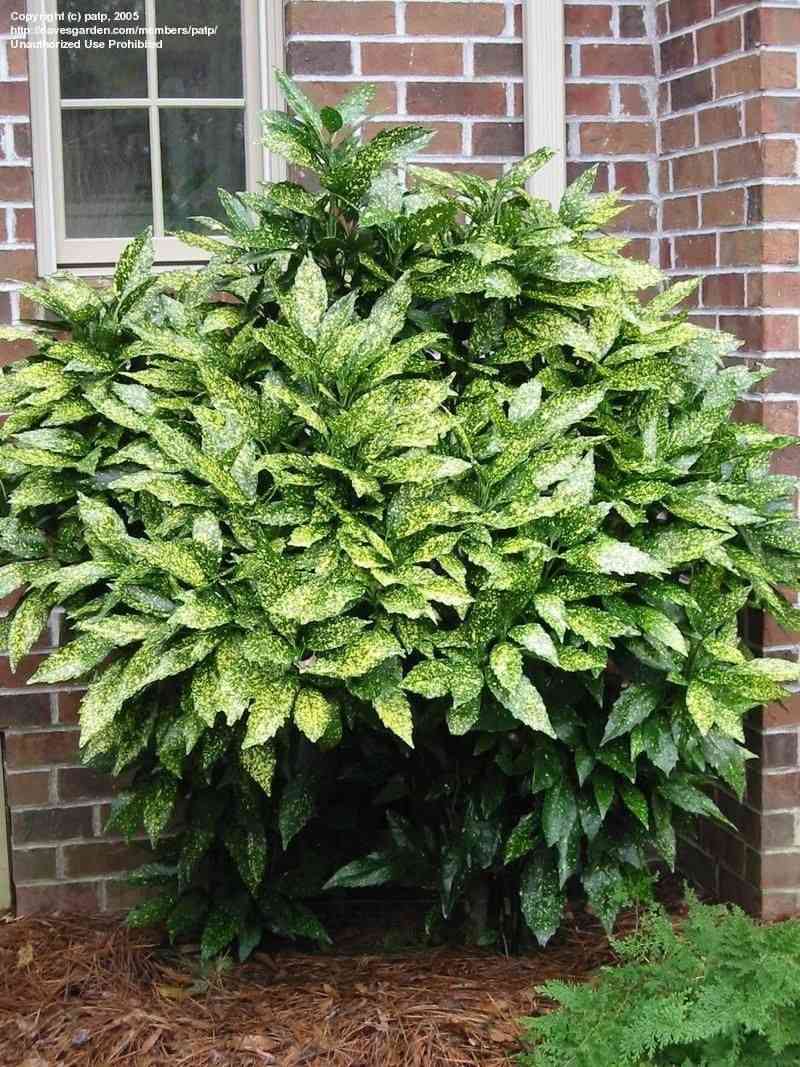 Japanese laurel