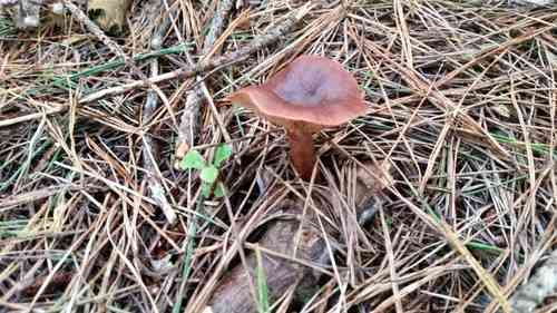 Rufous milkcap (Lactarius rufus) thumbnail 3