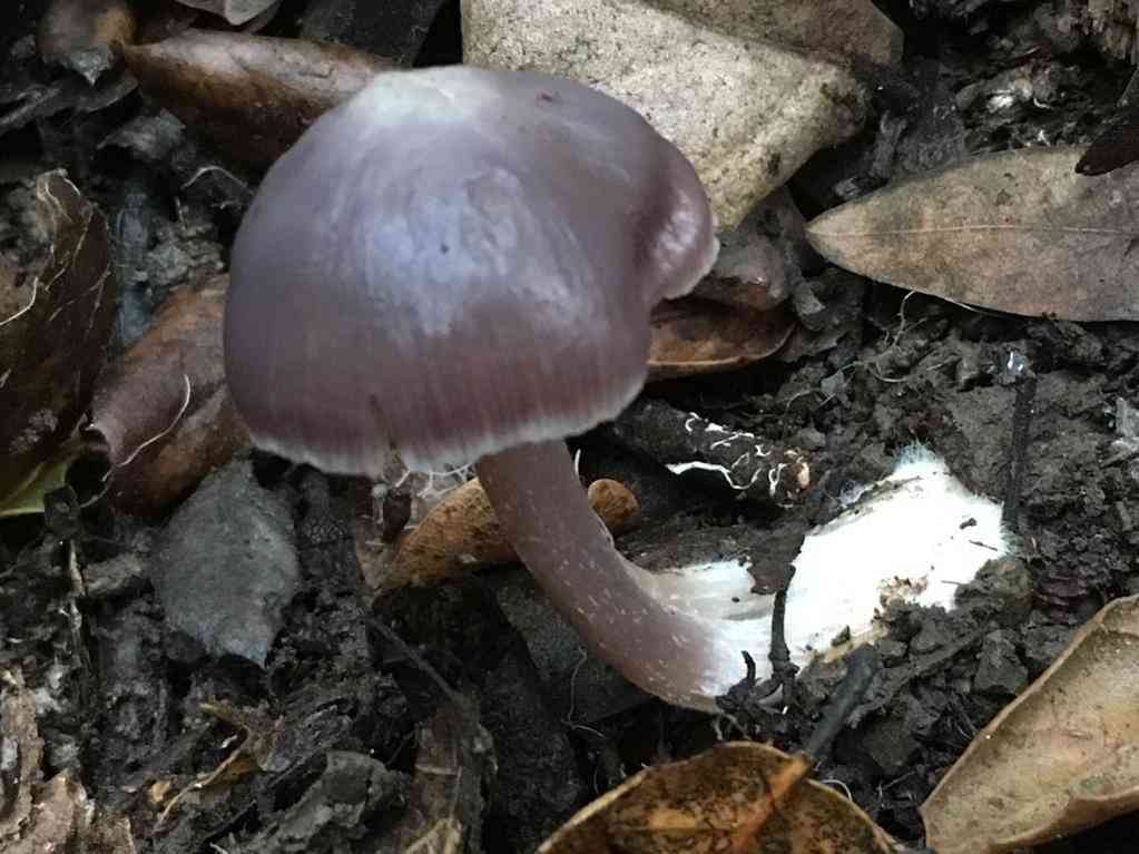 Lilac bonnet (Mycena pura) thumbnail 3