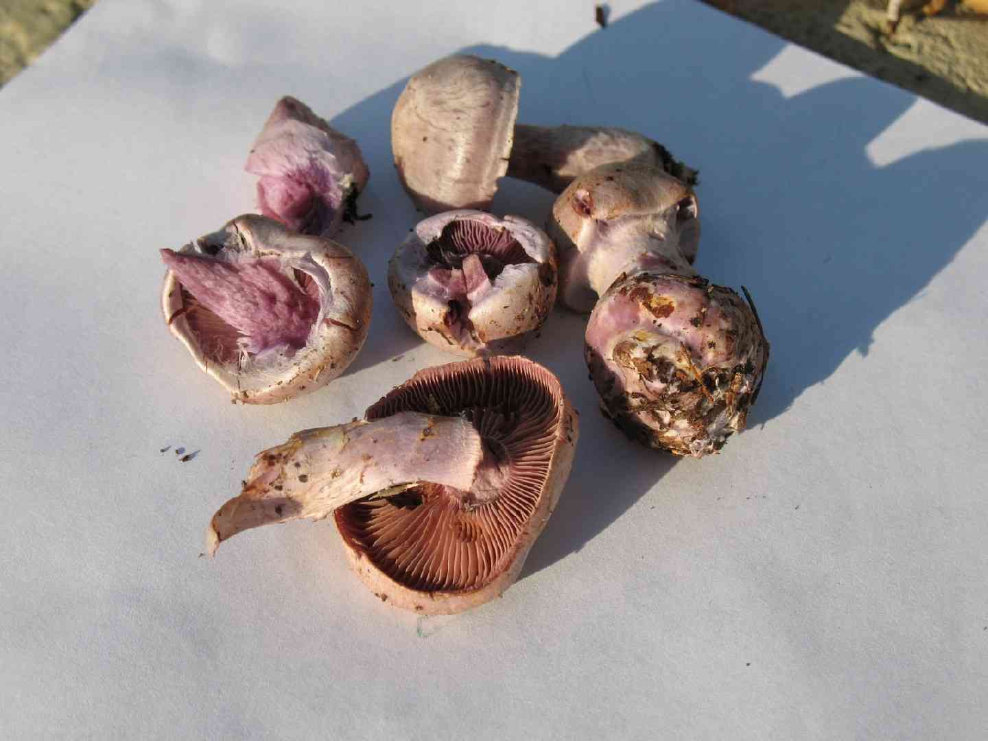 Gassy webcap (Cortinarius traganus) thumbnail 3