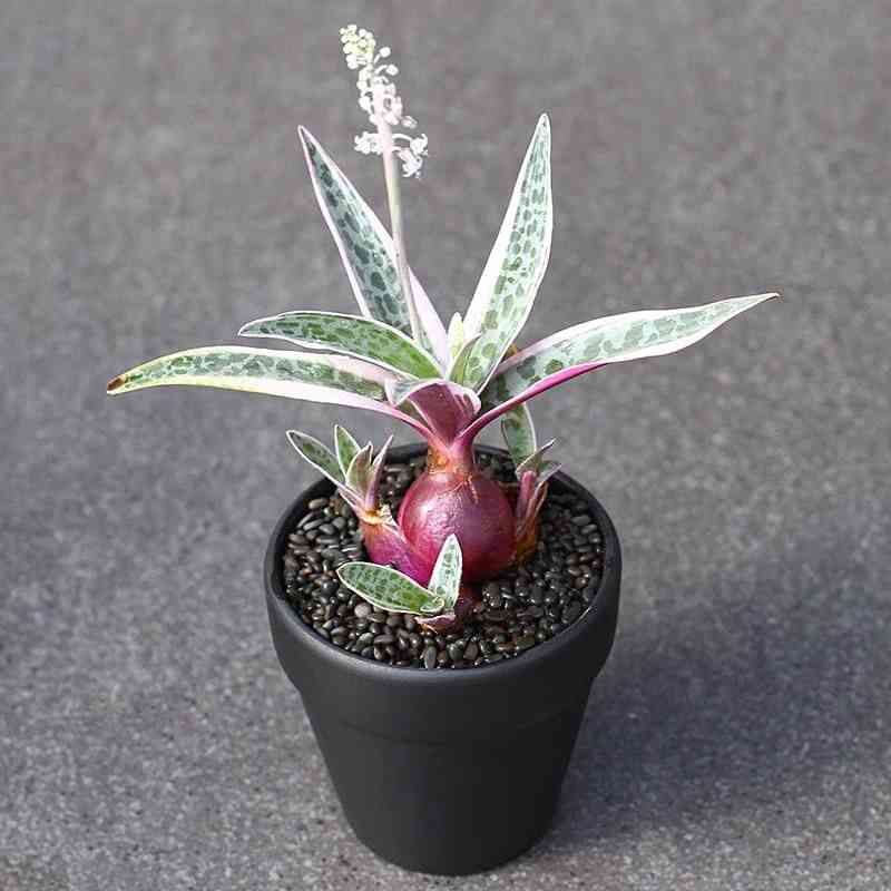 Silver squill