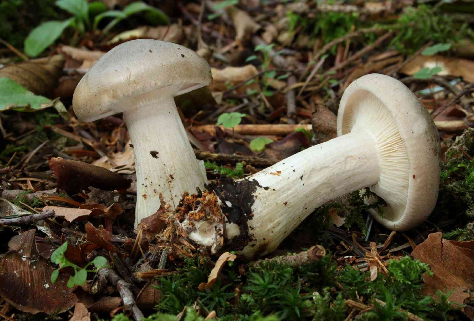 Clouded funnel (Clitocybe nebularis) thumbnail 3