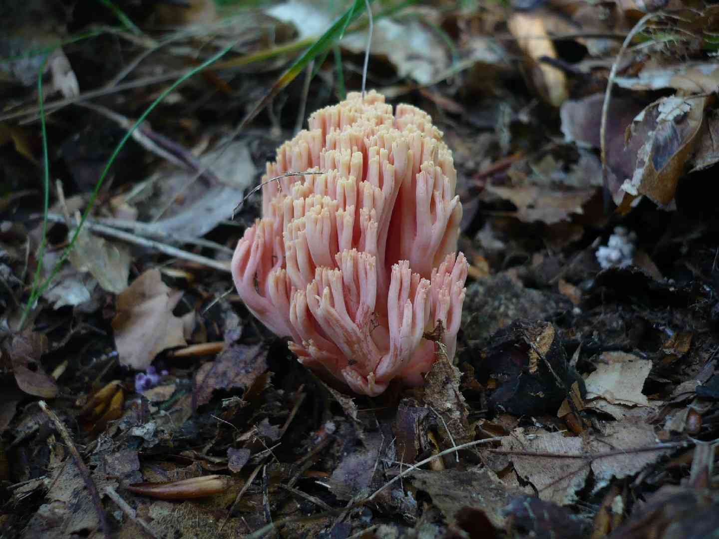 Ramaria neoformosa (Ramaria neoformosa) thumbnail 3