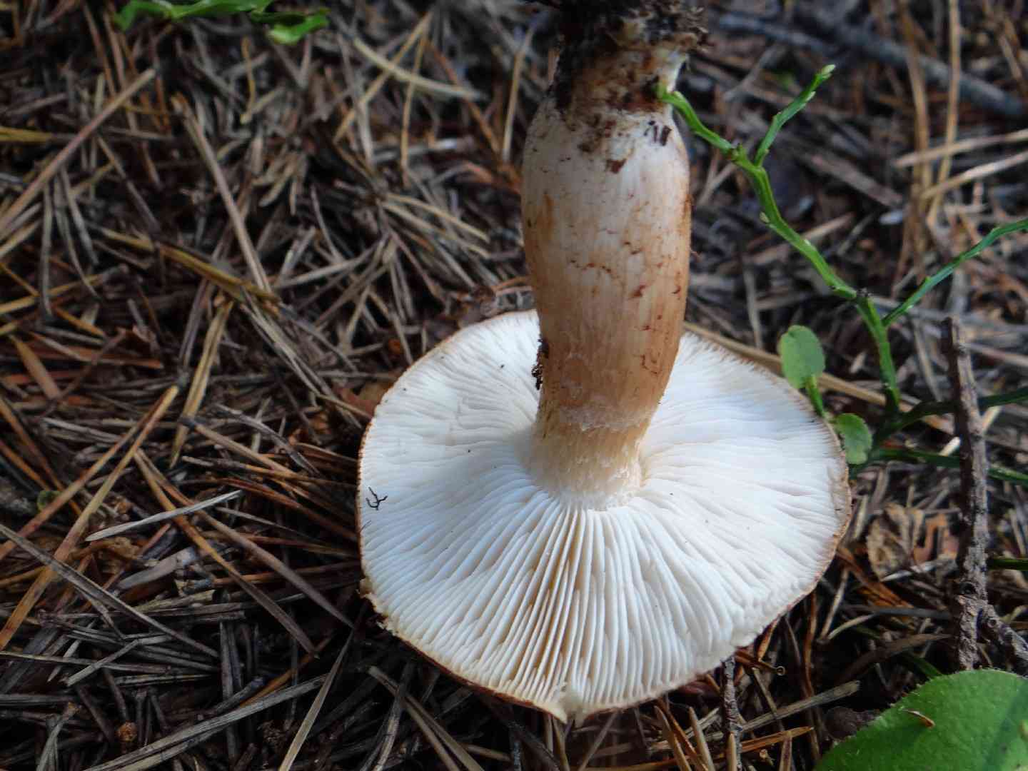 Tricholoma albobrunneum (Tricholoma albobrunneum) thumbnail 3