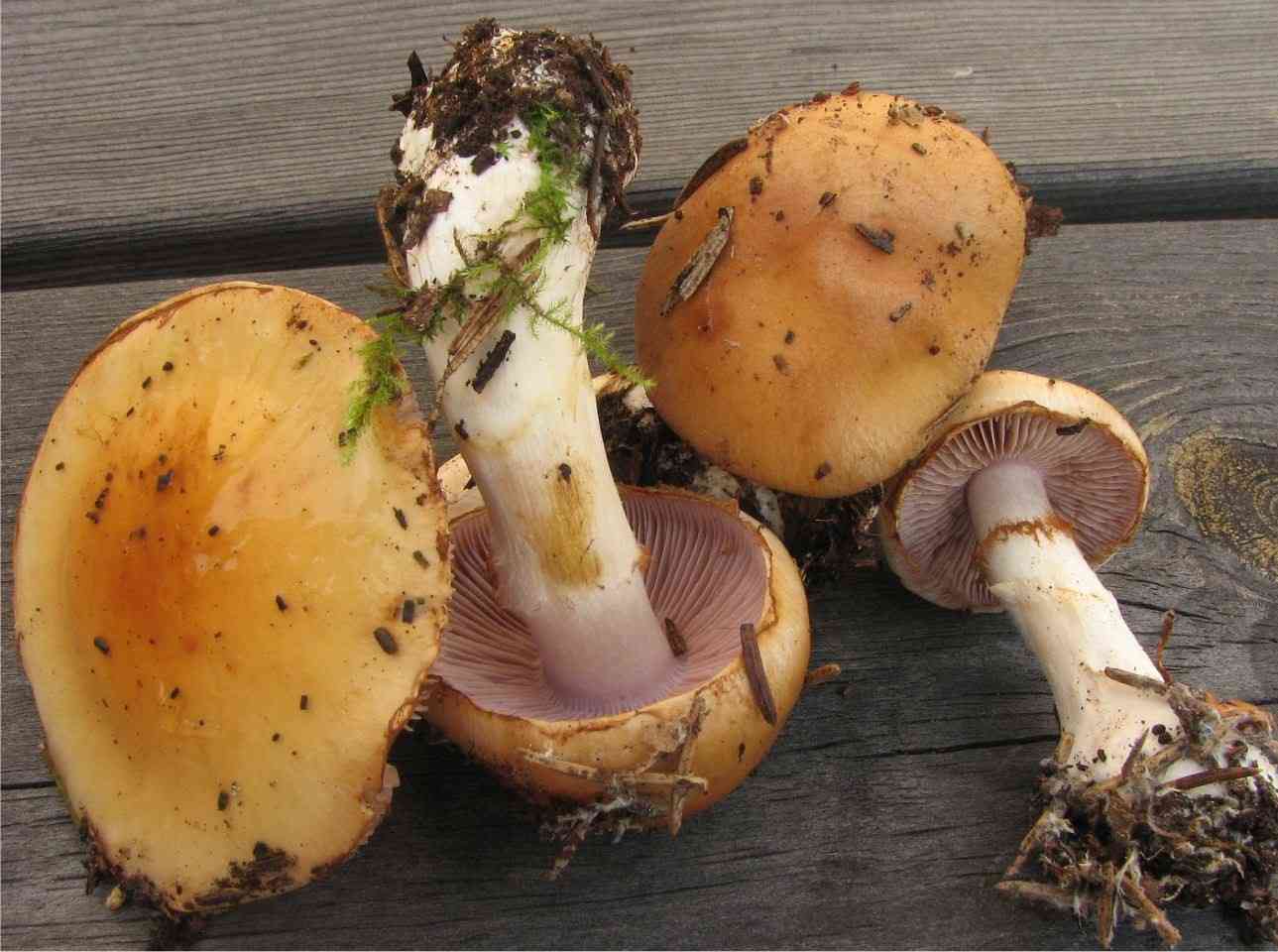 Contrary webcap (Cortinarius varius) thumbnail 3