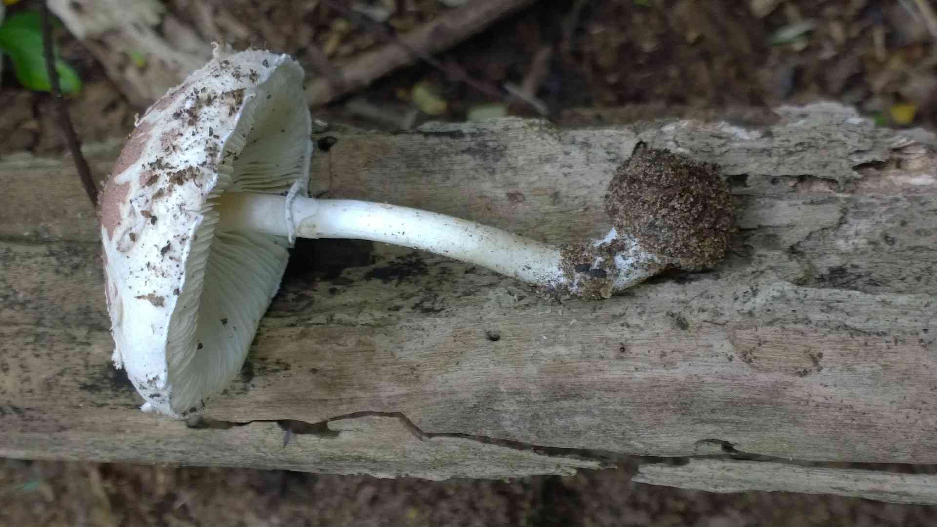 Red-tinged daperling (Leucoagaricus rubrotinctus) thumbnail 2