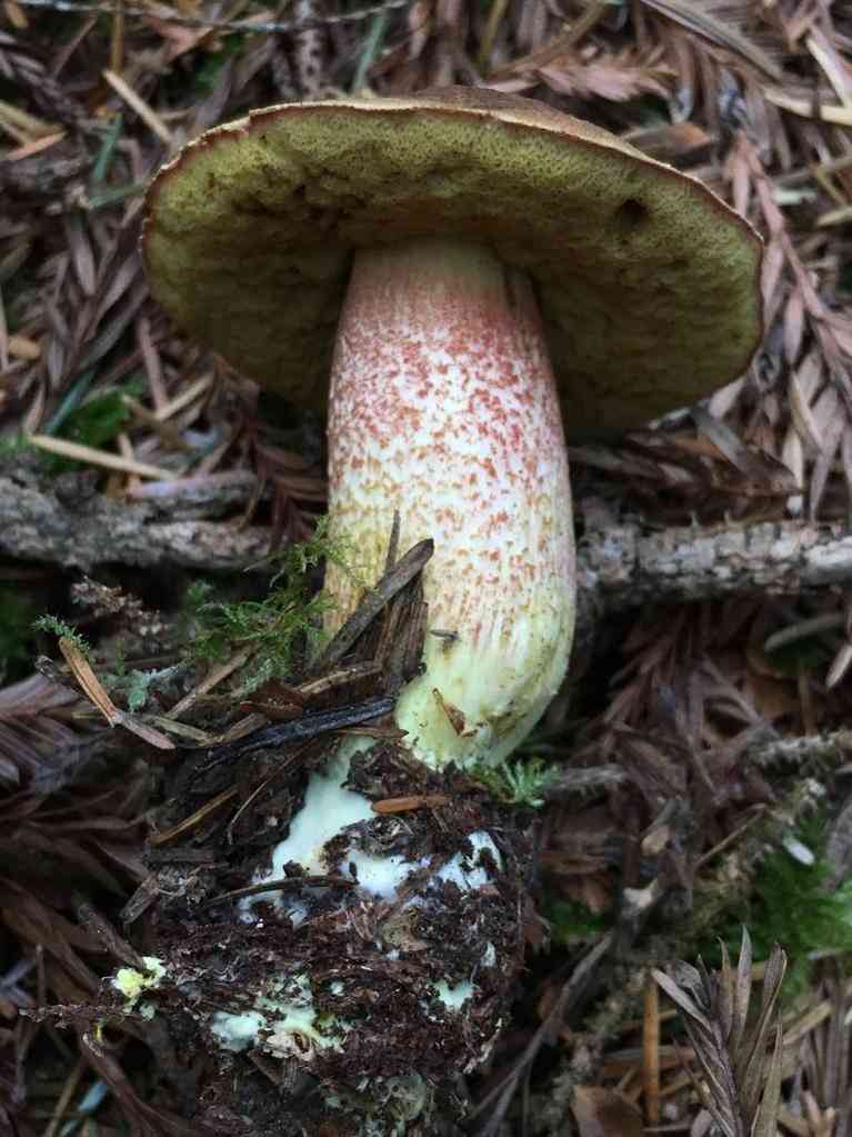 Smith's bolete (Boletus smithii) thumbnail 2