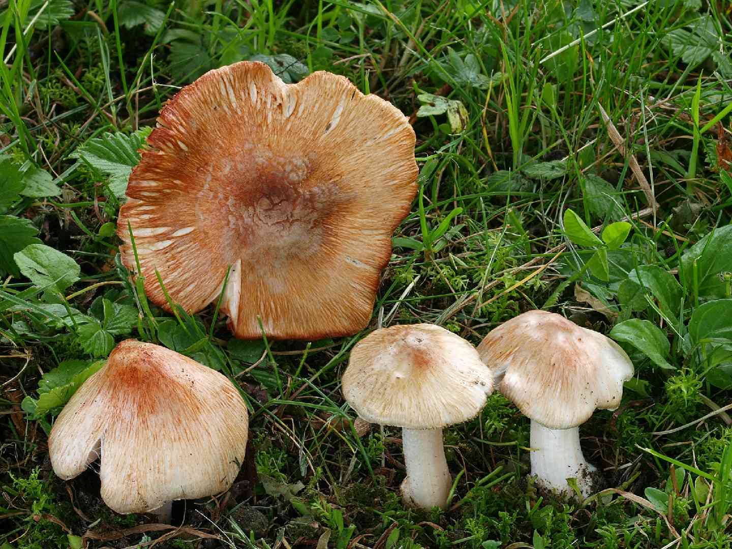 Star fibrecap (Inocybe asterospora) thumbnail 1