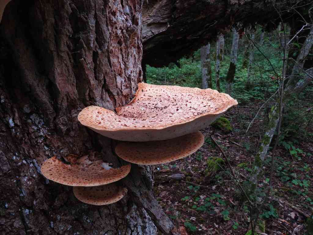 Dryad's saddle (Cerioporus squamosus) thumbnail 1