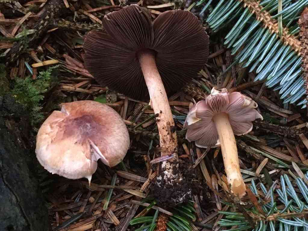 Diminutive agaricus (Agaricus diminutivus) thumbnail 2