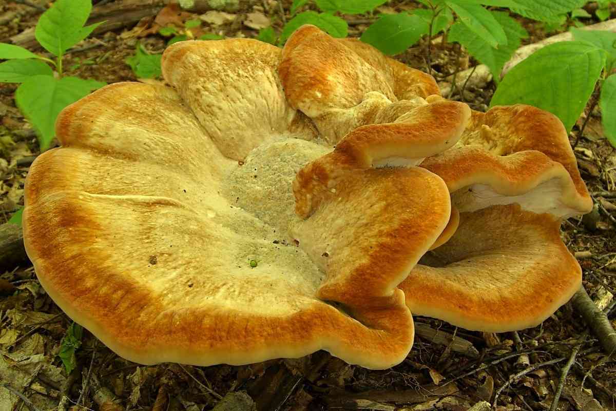 Berkeley's polypore (Bondarzewia berkeleyi) thumbnail 2