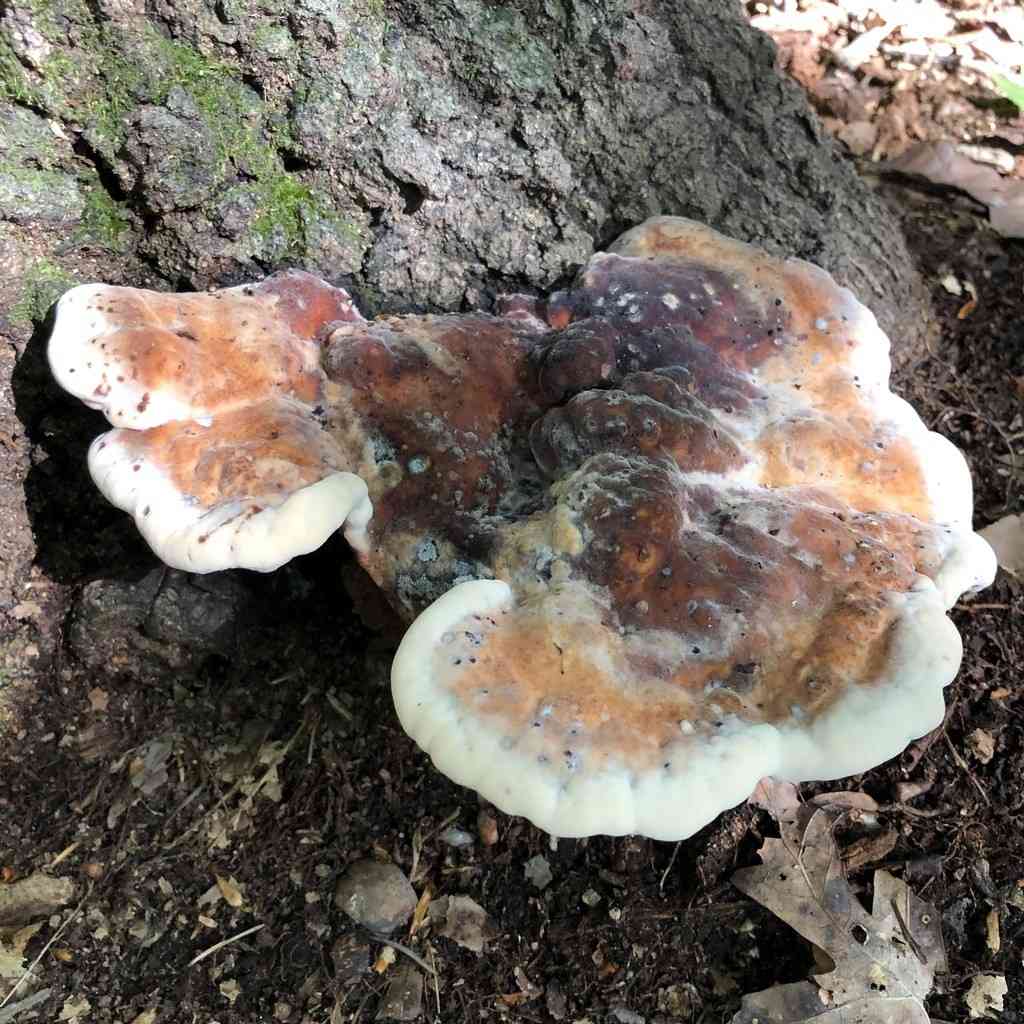 White chicken mushroom (Laetiporus persicinus) thumbnail 3