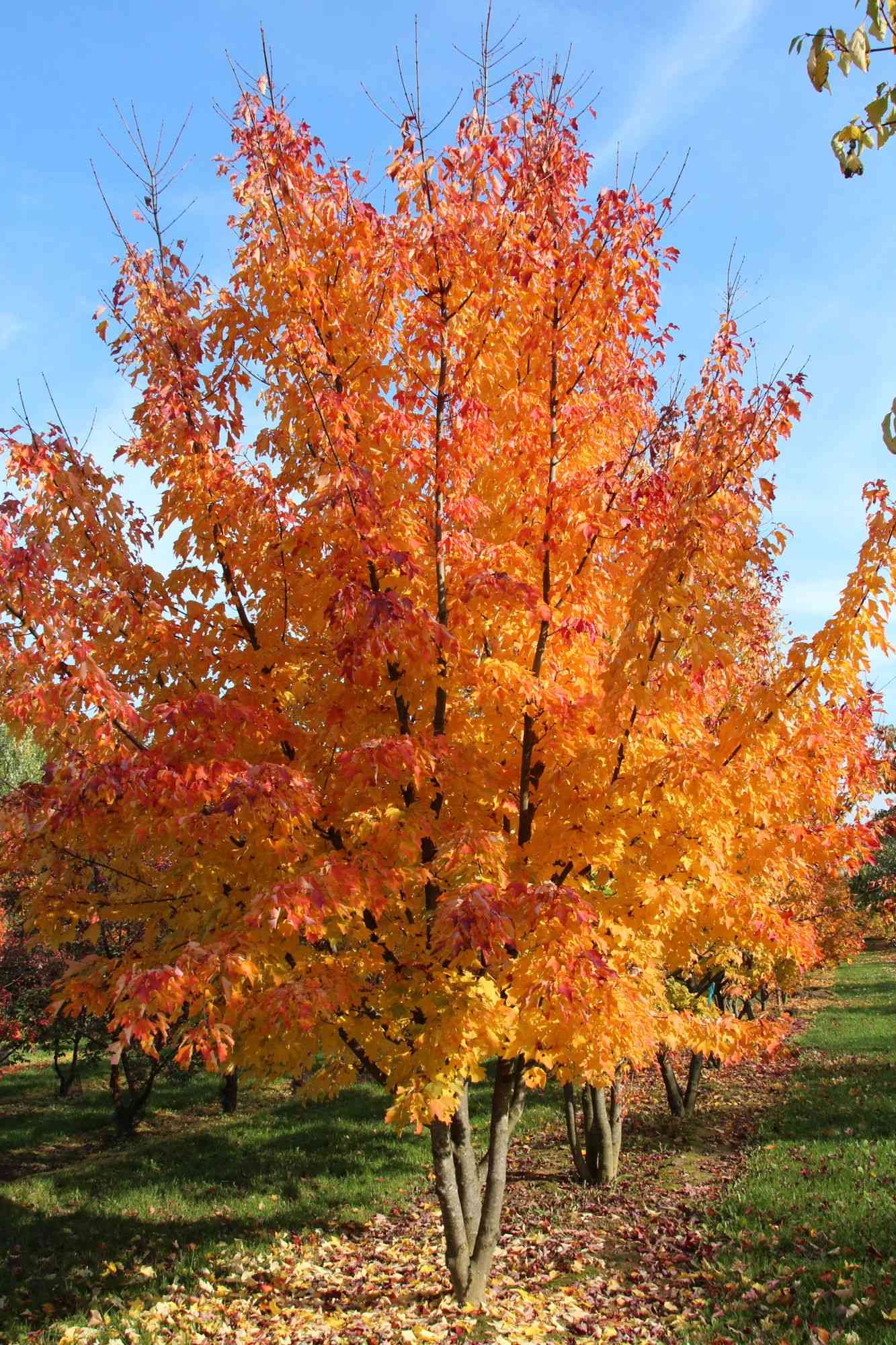 Red maple