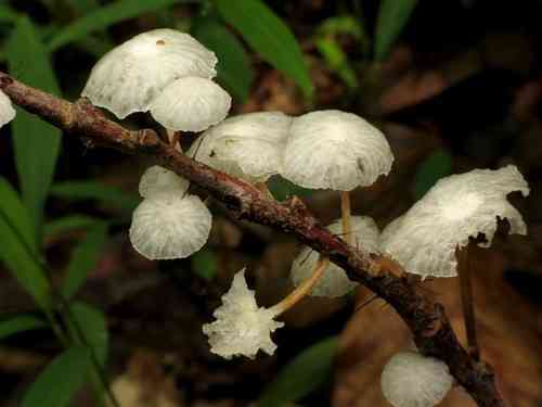 White marasmius (Marasmiellus candidus) thumbnail 2