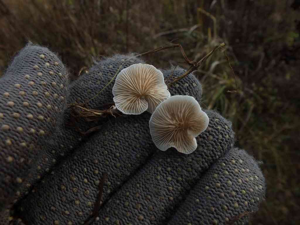 Grounded oysterling (Crepidotus autochthonus) thumbnail 2