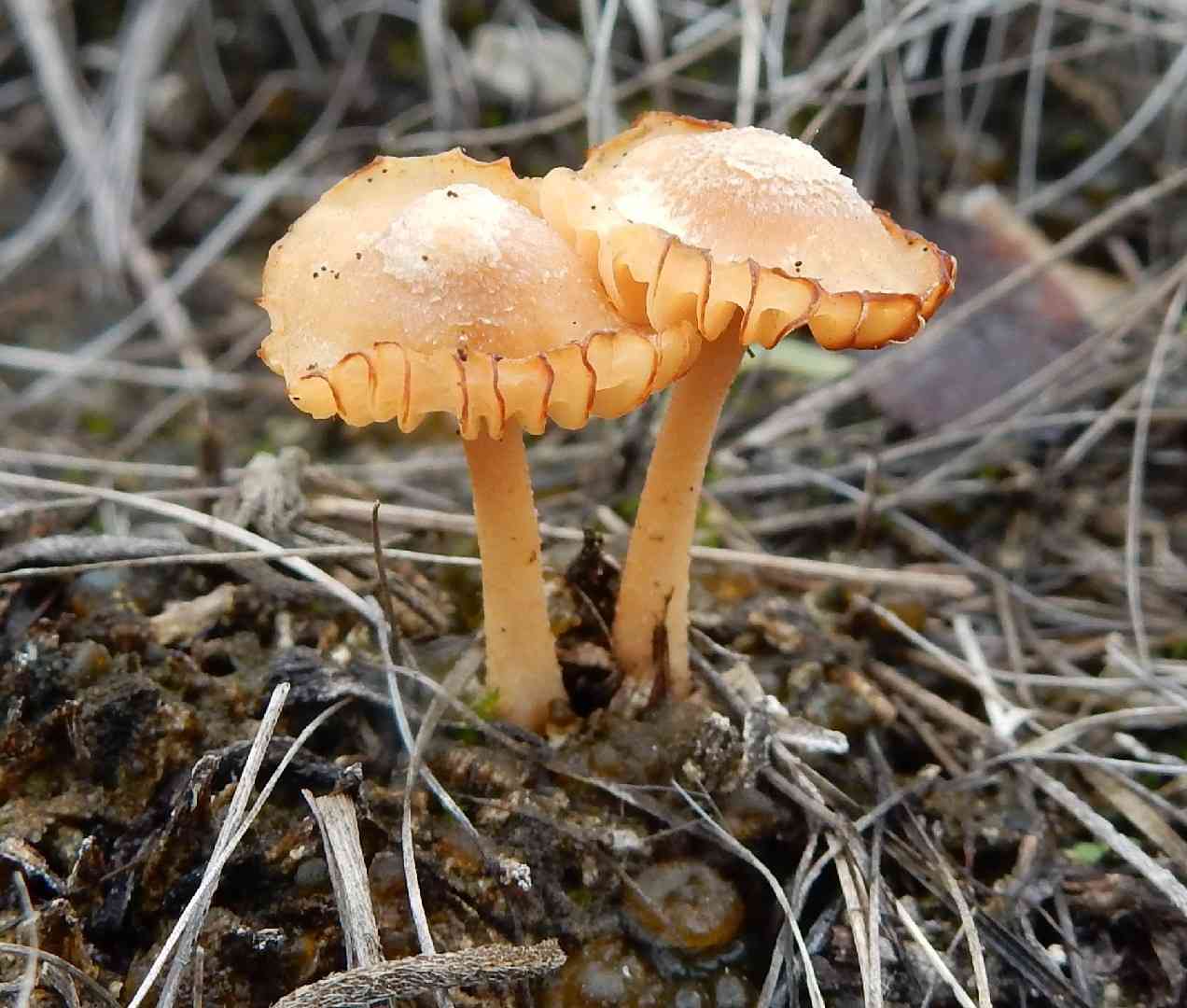 Orange-gilled waxcap (Humidicutis marginata) thumbnail 3