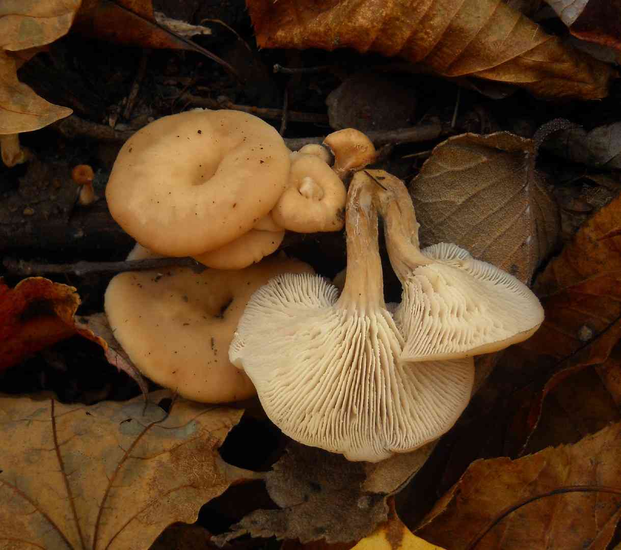 Lentinellus micheneri (Lentinellus micheneri) thumbnail 2