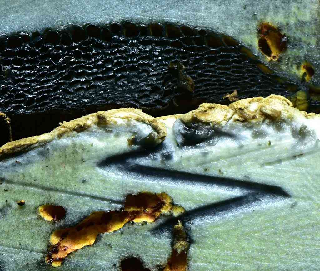 Pineapple bolete (Boletellus ananas) thumbnail 2