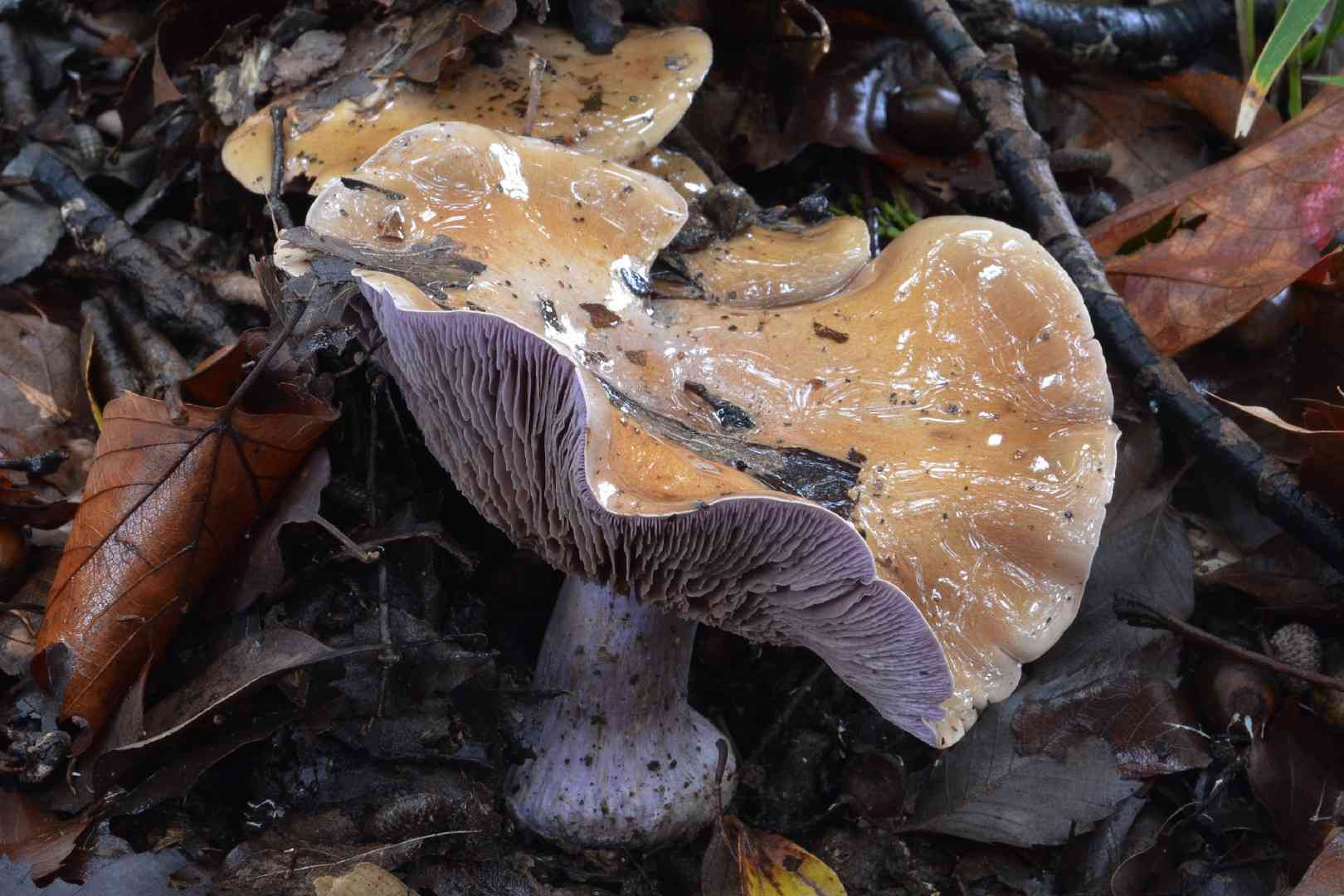 Bruising webcap (Cortinarius purpurascens) thumbnail 2