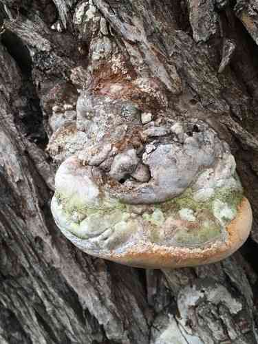 Willow bracket (Phellinus igniarius) thumbnail 3