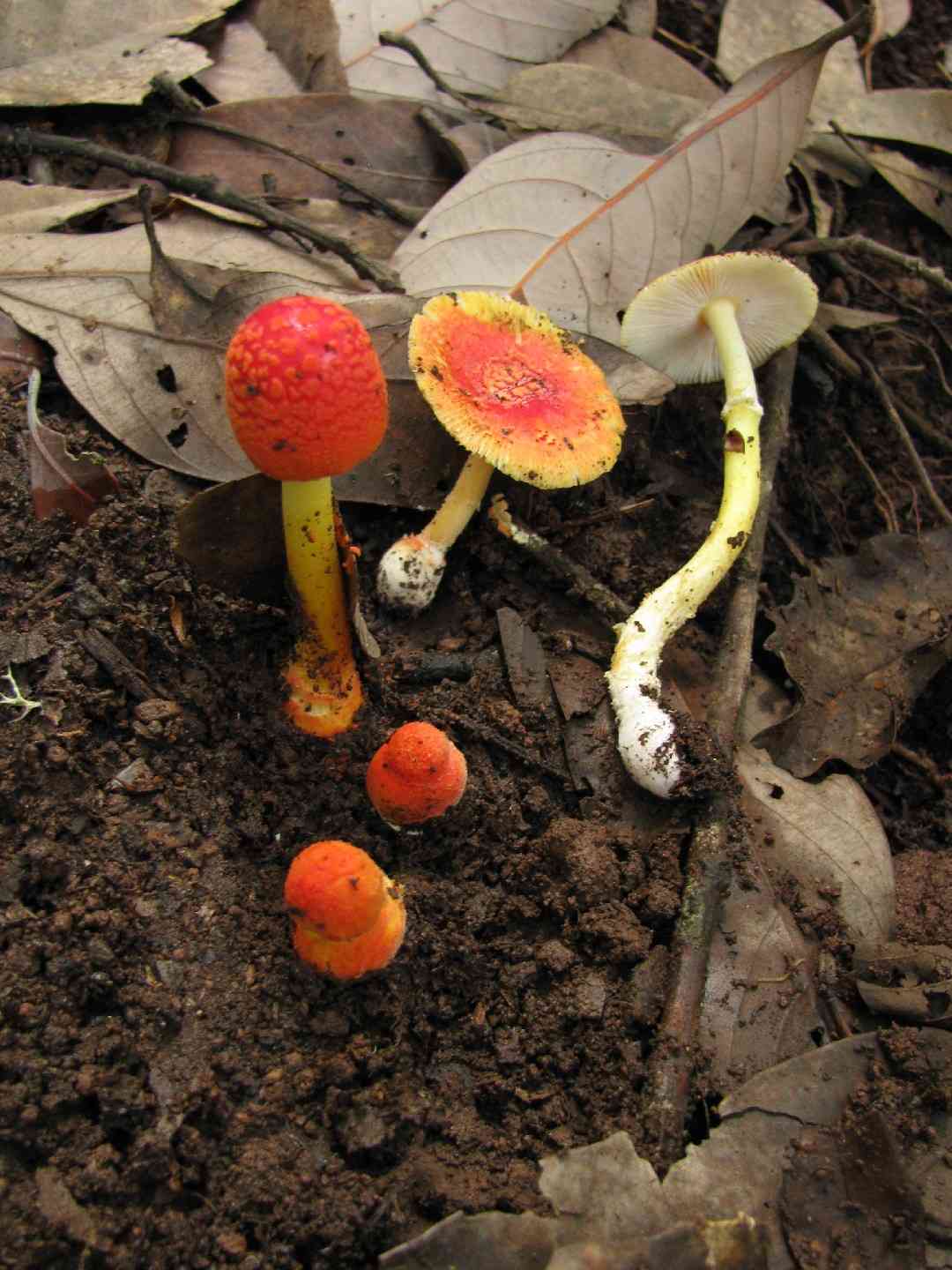 Red volva amanita (Amanita rubrovolvata) thumbnail 1